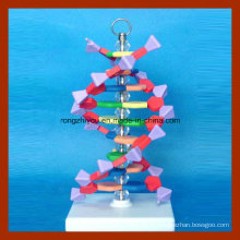 Small DNA Double Helix Structure Model for School Teaching